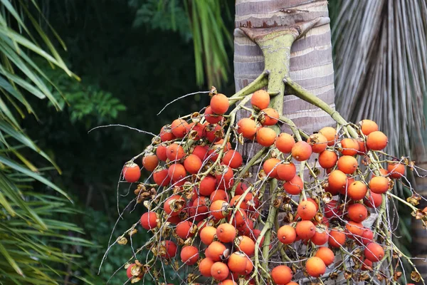 Palm Tree Röd Orange Frö Bär — Stockfoto