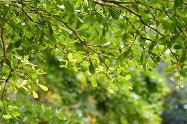 taze sabah ağaç, yeşil yapraklar, yağmur su orman