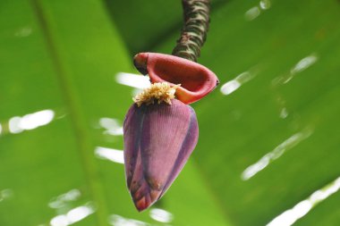 Ev yetişkin yeşil muz ağacı