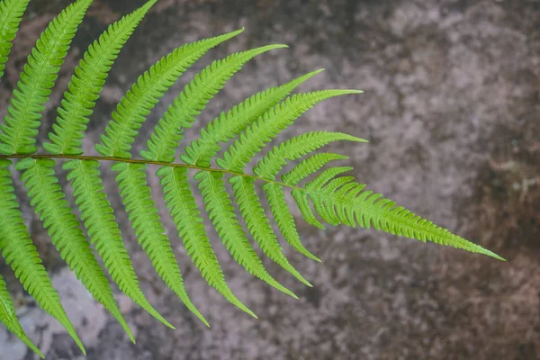 テクスチャが岩肌に緑のシダの葉 — ストック写真