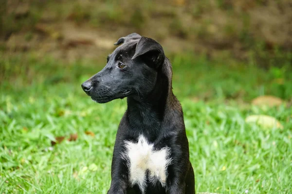 Happy Black Puppy Dog Play Park — Stock Photo, Image