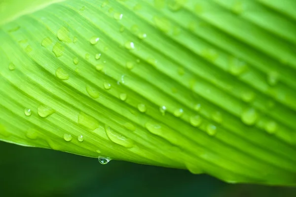 Закрыть Красивый Зеленый Лист Капли Дождевой Воды — стоковое фото