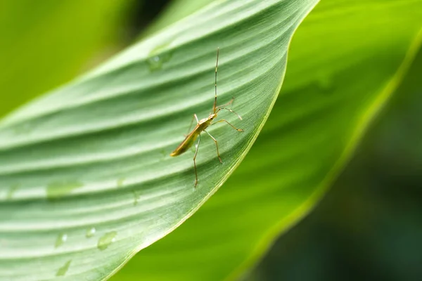 Zbliżenie Bug Owad Zielony Liść — Zdjęcie stockowe