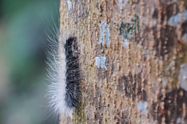 ağaç üzerinde siyah caterpillar, yakın çekim