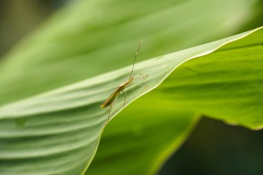 yeşil yaprak üzerinde böcek böcek yakın çekim
