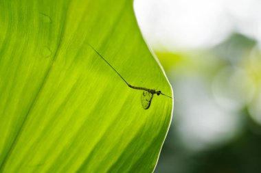 Yusufçuk böcek böcek üzerinde yeşil yaprak
