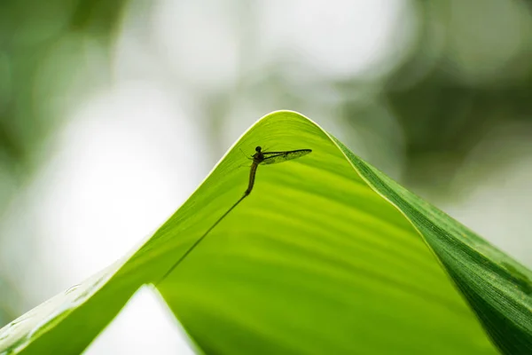 Insecte Libellule Sur Feuille Verte — Photo