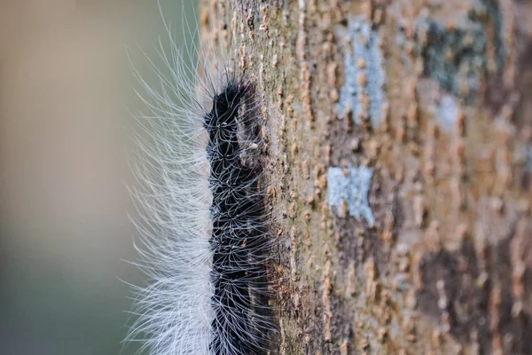 Gros Plan Chenille Noire Sur Arbre — Photo