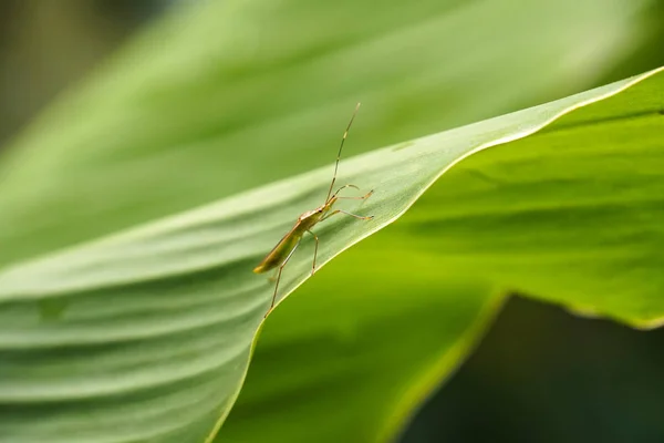 Zbliżenie Bug Owad Zielony Liść — Zdjęcie stockowe
