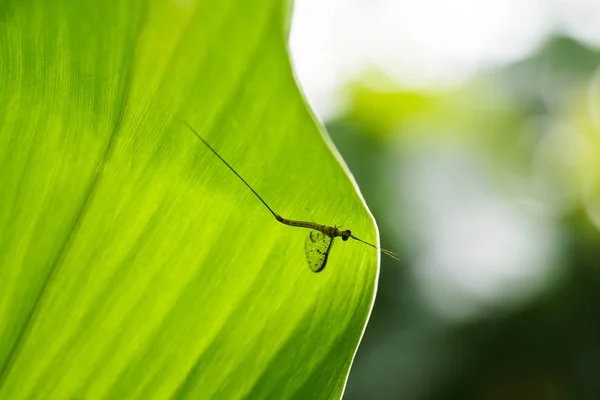 Ważka Bug Owad Zielony Liść — Zdjęcie stockowe