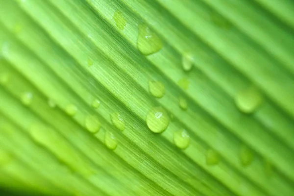 Close Van Mooie Groene Blad Regen Waterdruppel — Stockfoto