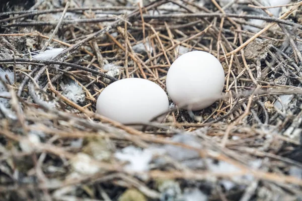 Pássaro Ninho Pombo Branco Pomba Ovos Colocar Ninho — Fotografia de Stock