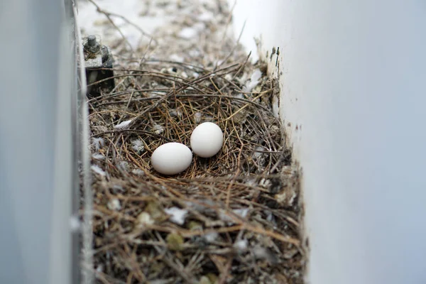Vogelnest Witte Duif Duif Eieren Lag Het Nest — Stockfoto