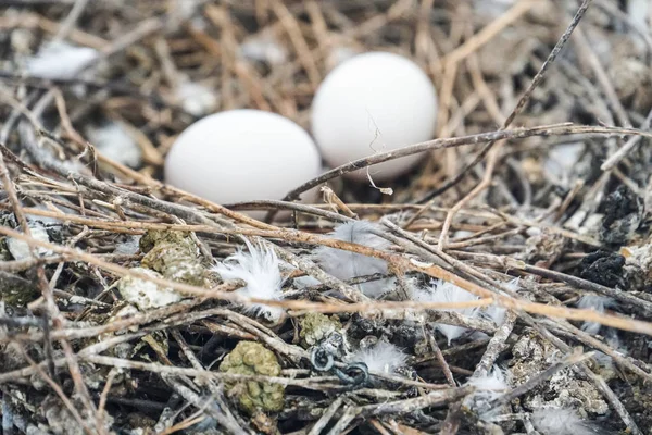 鳥の巣白鳩鳩卵は巣の上に横たわった — ストック写真