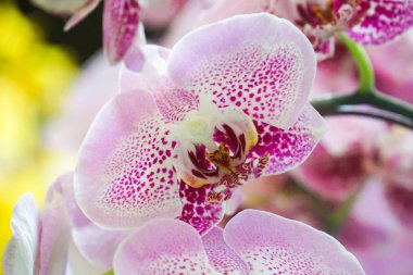 mor beyaz orkide yakın çekim