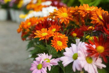 beyaz kırmızı mor papatya pembe renkli sarı turuncu çiçek