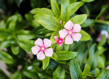 pembe çiçekler yaprak bitki arka plan yeşil