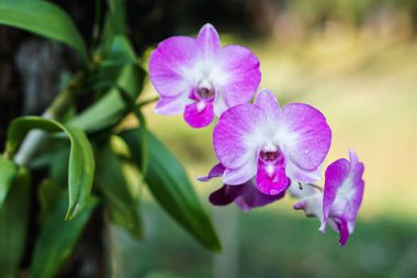 mor beyaz orkide yakın çekim