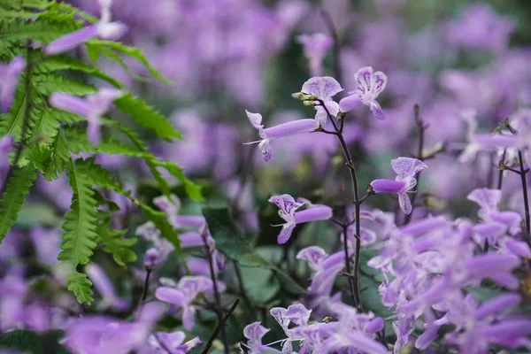 プレクトランサス紫モナ ラベンダーの美しい植物 — ストック写真