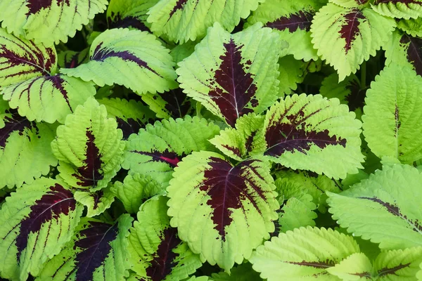 新鮮な緑のコリウス植物 — ストック写真