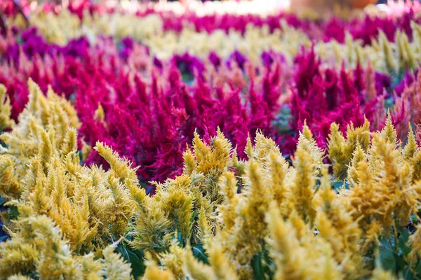 Vibrante Rosa Amarillo Rojo Púrpura Celosia Argentea Cockscomb Planta — Foto de Stock