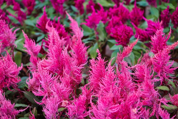 鮮やかなピンクの黄色の赤紫色の Celosia Argentea 鶏冠工場 — ストック写真