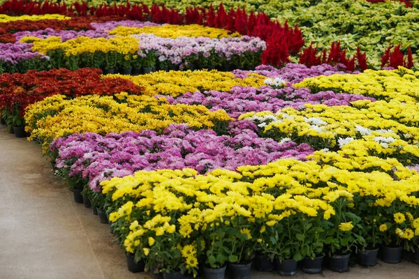 Jardín Botánico Flores Coloridas — Foto de Stock