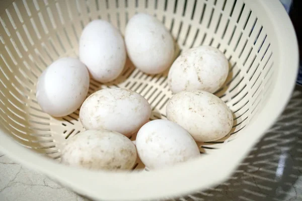 Oeuf Canard Biologique Blanc Ferme Dans Panier — Photo