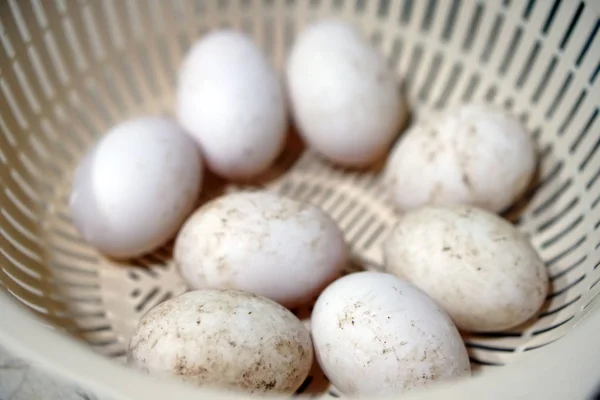 Oeuf Canard Biologique Blanc Ferme Dans Panier — Photo