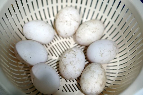 Oeuf Canard Biologique Blanc Ferme Dans Panier — Photo