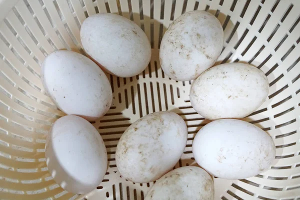 Oeuf Canard Biologique Blanc Ferme Dans Panier — Photo