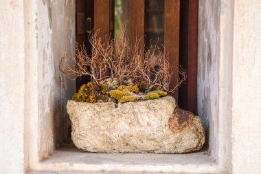 Dış pencere nesne dekorasyon, bitki çiçek