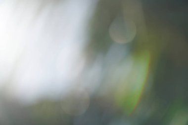 bokeh beach Hindistan cevizi ağacı arka plan bulanıklık