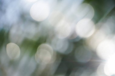 bokeh beach Hindistan cevizi ağacı arka plan bulanıklık