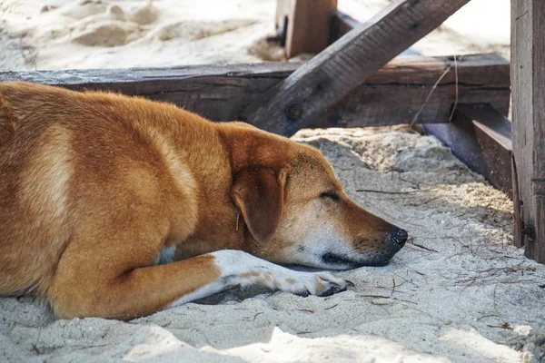köpek uyku gölgede kum plaj
