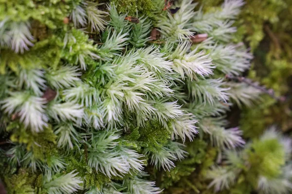白緑の苔植物のクローズ アップ — ストック写真