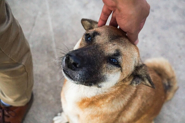 male hand pat the stray dog head