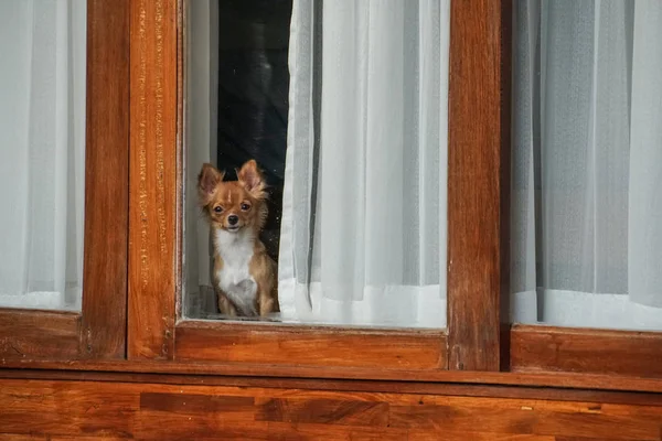 Mały Pies Domu Patrząc Okna — Zdjęcie stockowe