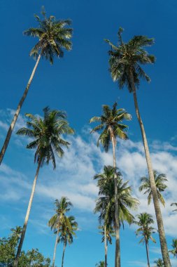 Hindistan cevizi ağaçları ağaçlar mavi gökyüzü palmiye