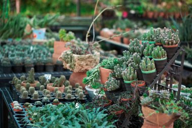 kaktüs bitkileri tencere, çiftlik, Bahçe                               