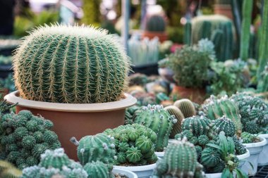 kaktüs bitkileri tencere, çiftlik, Bahçe                               