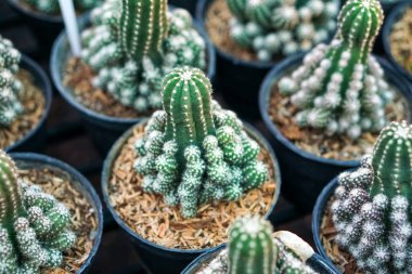 kaktüs bitkileri tencere, çiftlik, Bahçe                               