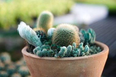 kaktüs bitkileri tencere, çiftlik, Bahçe                               