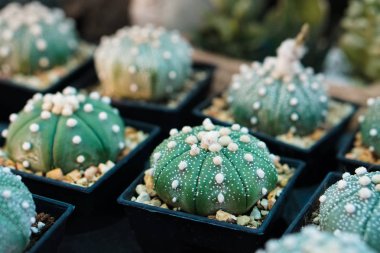 kaktüs bitkileri tencere, çiftlik, Bahçe                               