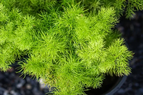 鍋に緑の植物を閉じる — ストック写真