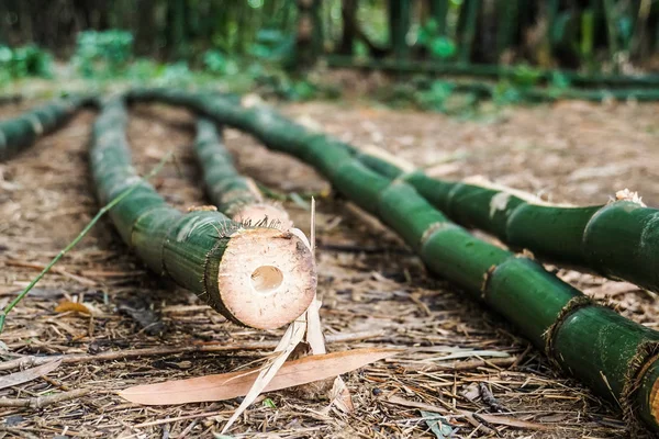 taze yeşil bambu yere kesilmiş.