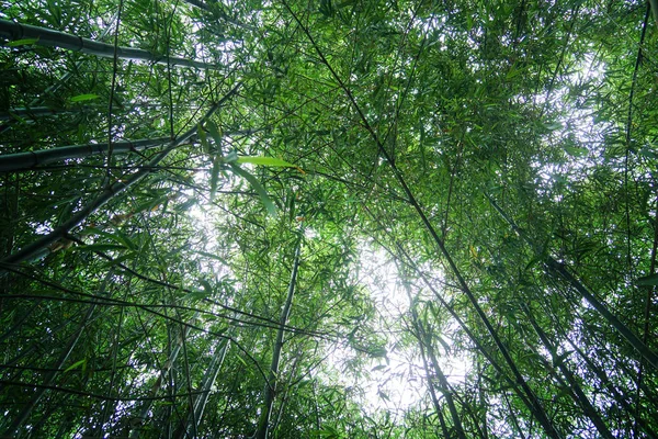 Groene Hout Bamboebos — Stockfoto