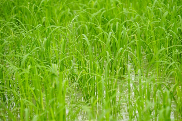 Feuchtgebiet Für Reisfelder — Stockfoto