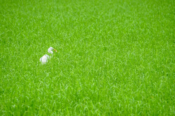 Silberreiher Vogel Grünen Reisfeld Gras — Stockfoto