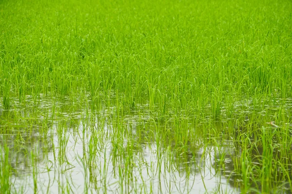 Grönt Ris Fält Våtmark — Stockfoto